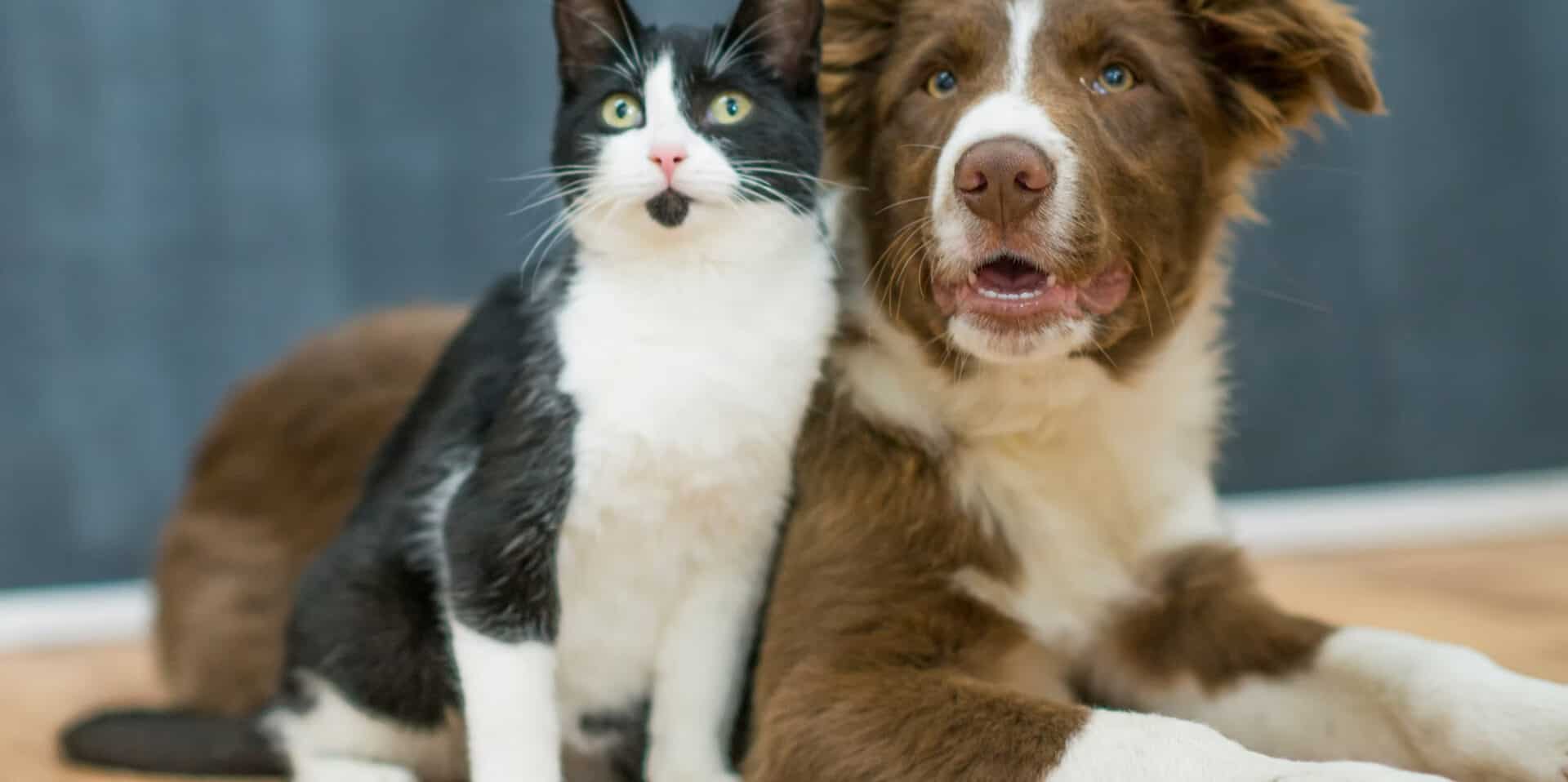 Cat and dog sitting together